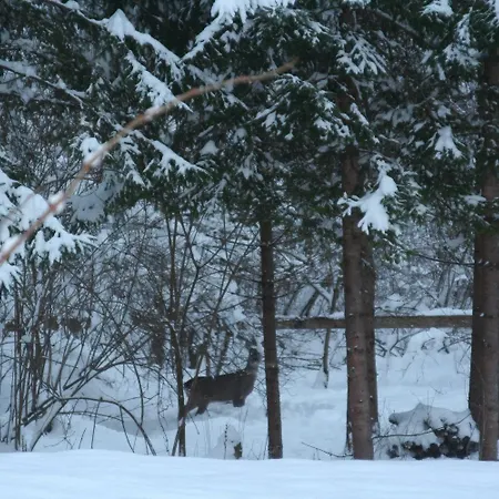 Kleine Paradies Lägenhet