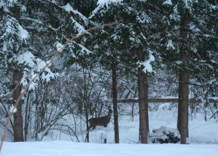 Kleine Paradies Apartment